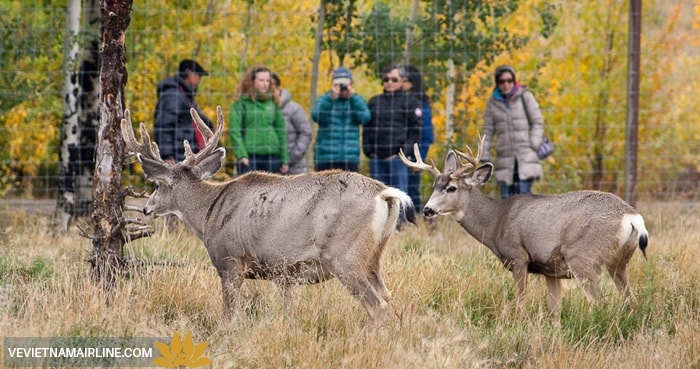 Khu bảo tồn thiên nhiên hoang dã Yukon